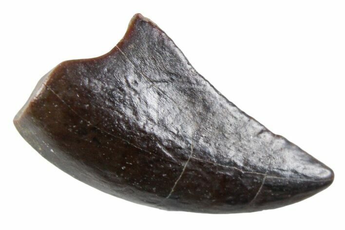 Dromaeosaurid Theropod (Acheroraptor?) Tooth - Montana #357006